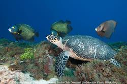 Cozumel - Mexico.